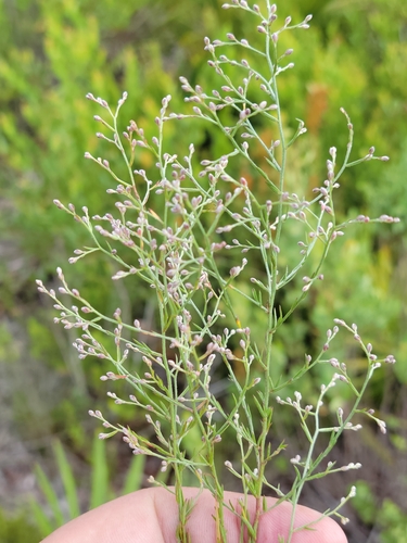 Image of Lechea torreyi by (c) Jay Horn, some rights reserved (CC BY)