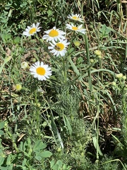 Tripleurospermum inodorum