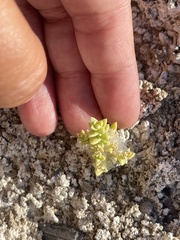 Nitrophila mohavensis