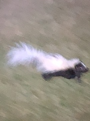 Mephitis mephitis nigra