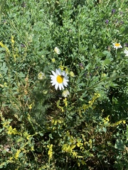 Tripleurospermum inodorum