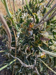 Eriogonum grande