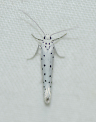 Yponomeuta cagnagella