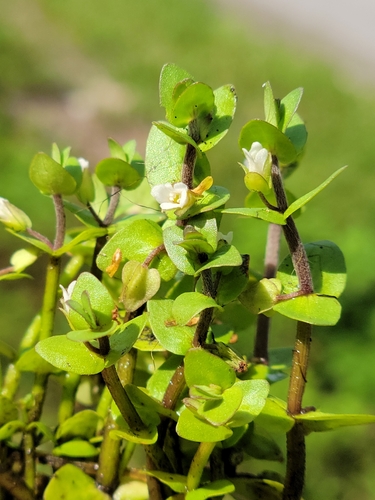 Image of Bacopa innominata by (c) Jay Horn, some rights reserved (CC BY)