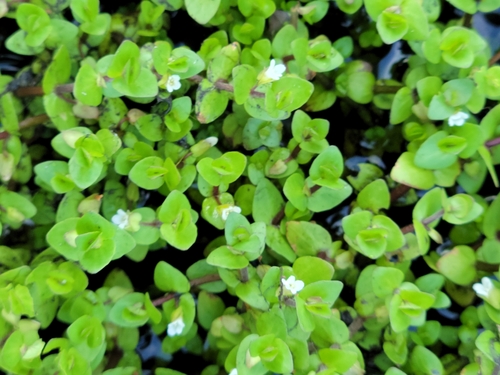 Image of Bacopa innominata by (c) Jay Horn, some rights reserved (CC BY)