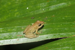 Pristimantis variabilis