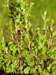 Ludwigia microcarpa