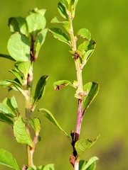 Ludwigia microcarpa