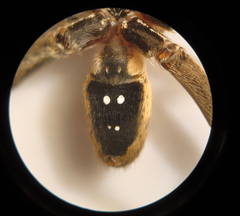 Centroctenus brevipes