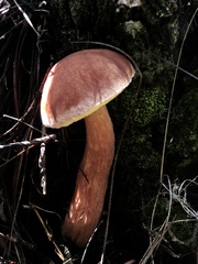 Aureoboletus projectellus