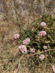 Eriogonum grande