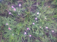 Aphanostephus ramosissimus