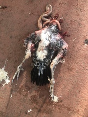 Dryobates nuttallii