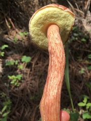 Aureoboletus projectellus
