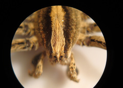 Centroctenus brevipes