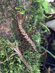 Anolis trachyderma