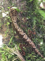 Anolis trachyderma