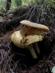 Amanita basii