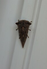 Telamona ampelopsidis