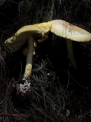 Amanita basii