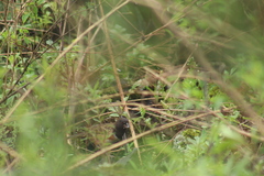 Pipilo maculatus macronyx