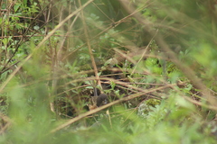 Pipilo maculatus macronyx