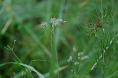 Torilis arvensis recta