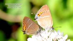 Satyrium latior