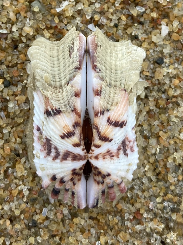 Arca