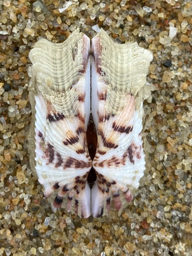 Representative image of Arca