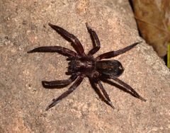 Asthenoctenus borellii