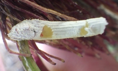 Crypticerya genistae