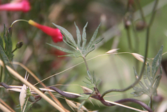 Ipomoea × multifida