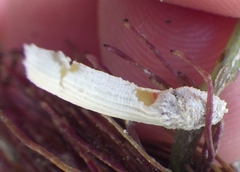 Crypticerya genistae