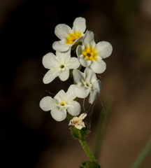 Plagiobothrys figuratus