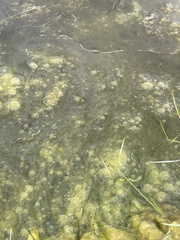 Vaucheria litorea