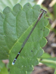 Nehalennia pallidula
