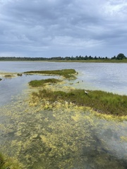 Vaucheria litorea