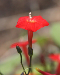 Ipomoea × multifida