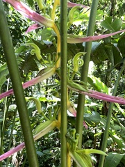 Heliconia aemygdiana