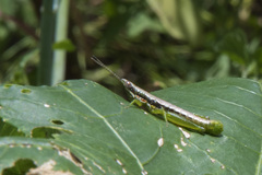 Orthacridini