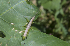 Orthacridini