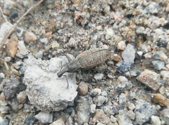 Trichalophus boeberi