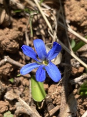 Chilean Bluebell (Tecophilaea)