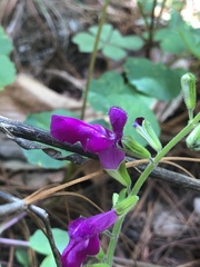 Salvia dichlamys