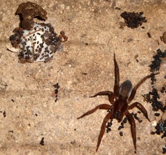 Asthenoctenus borellii