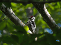 Sphyrapicus varius image