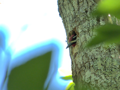 Sphyrapicus varius image