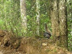 Sciurus aureogaster nigrescens