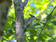 Sphyrapicus varius image